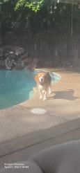 Lost Male Dog last seen Near julene dr modesto ca, Modesto, CA 95357