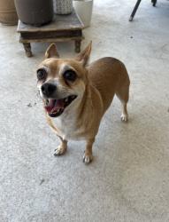 Reunited Female Dog last seen Blanco flts Run, Hays County, TX 78640