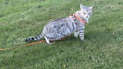 Lost Male Cat last seen Near summerton crescent and Lakeland drive, Sherwood Park, AB T8H 2V5