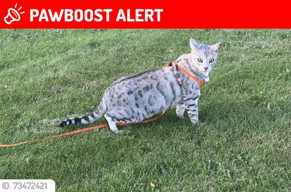 Lost Male Cat last seen Near summerton crescent and Lakeland drive, Sherwood Park, AB T8H 2V5