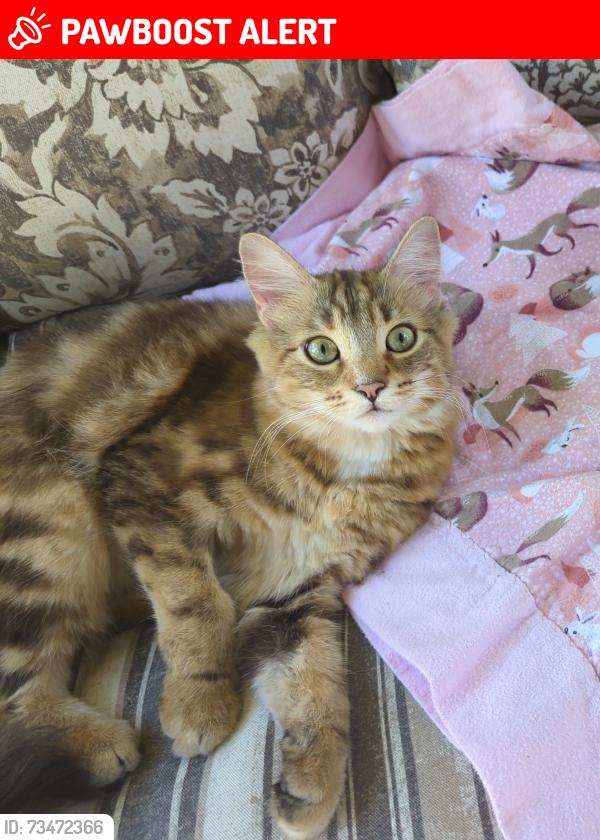 Lost Female Cat last seen Glover road and 96th avenue, Langley Township, BC V1M 0E6
