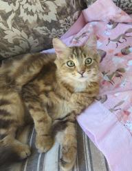 Lost Female Cat last seen Glover road and 96th avenue, Langley Township, BC V1M 0E6