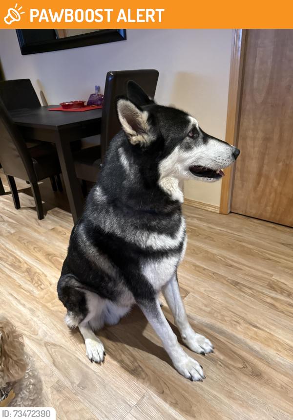 Found/Stray Male Dog last seen Sunshine Valley rd/272nd, Clackamas County, OR 97089