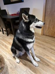 Found/Stray Male Dog last seen Sunshine Valley rd/272nd, Clackamas County, OR 97089