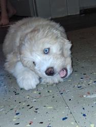 Reunited Unknown Dog last seen By cheney high school area, Cheney, WA 99004