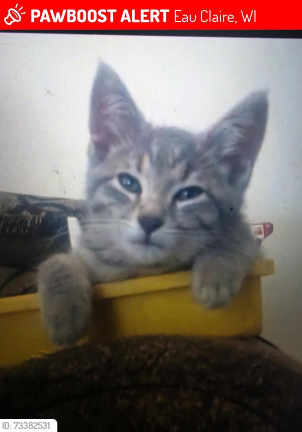 Lost Female Cat last seen Hope Gospel westside of eau clIre, Eau Claire, WI 54703