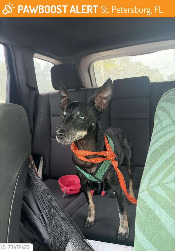 Found/Stray Male Dog last seen Walter fuller park / jungle prada, St. Petersburg, FL 33710