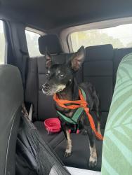Found/Stray Male Dog last seen Walter fuller park / jungle prada, St. Petersburg, FL 33710