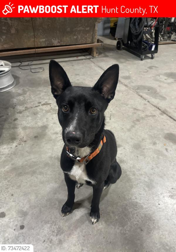 Lost Male Dog last seen county road 2200 by the wiz gas station, Hunt County, TX 75402