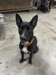 Lost Male Dog last seen county road 2200 by the wiz gas station, Hunt County, TX 75402