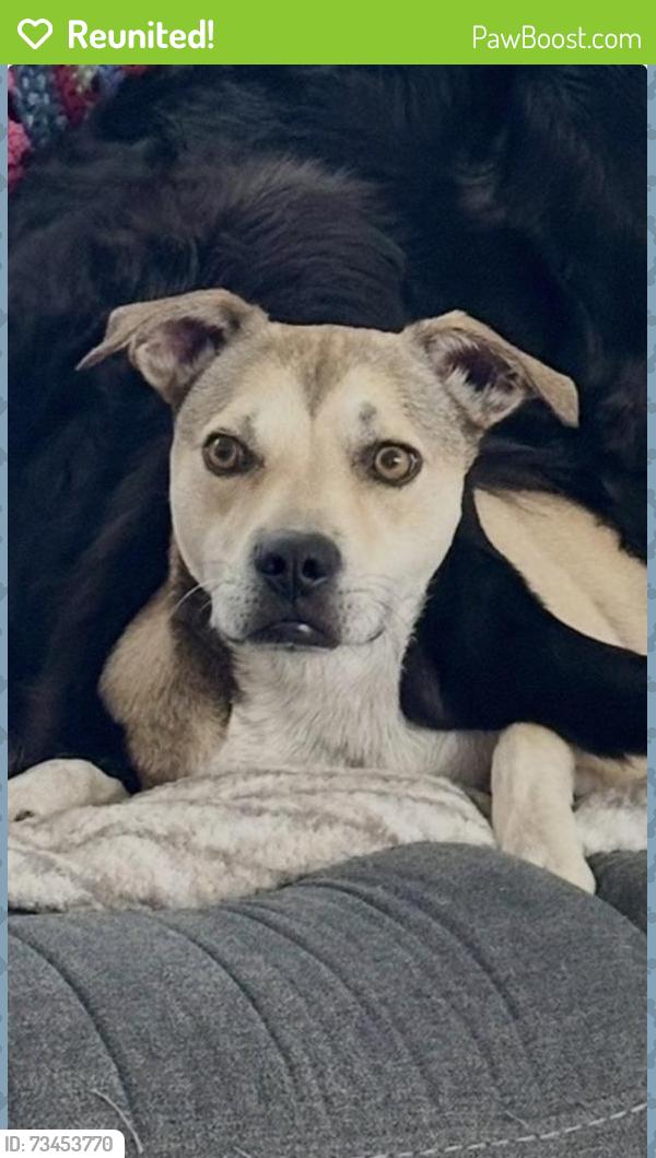 Reunited Male Dog last seen VICKSBURG DR, Van Alstyne, TX 75495