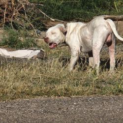Found/Stray Male Dog last seen 44th and brazos ave, New York, NY 10036