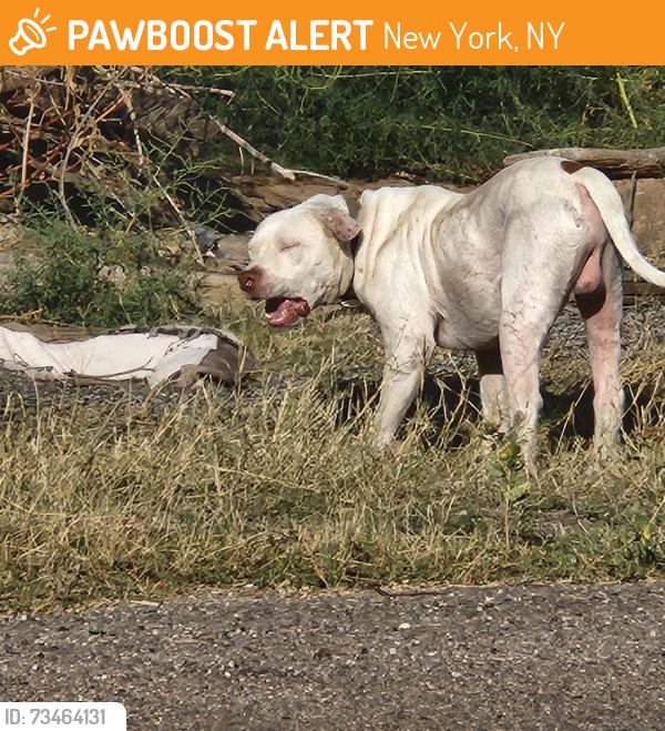 Found/Stray Male Dog last seen 44th and brazos ave, New York, NY 10036
