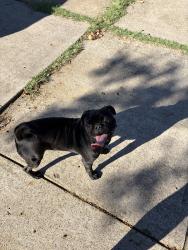 Found/Stray Female Dog last seen Housley Dr and Shiloh Rd, Dallas, TX 75228