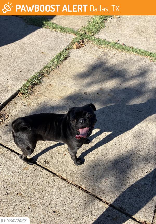Found/Stray Female Dog last seen Housley Dr and Shiloh Rd, Dallas, TX 75228