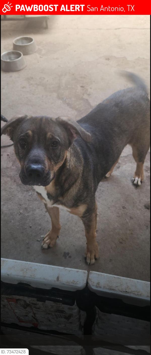 Lost Male Dog last seen SouthCross Blvd, San Antonio, TX 78214