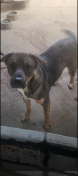 Lost Male Dog last seen SouthCross Blvd, San Antonio, TX 78214