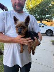 Reunited Female Dog last seen Cholla Cactus & Spanish Needle, Fort Worth, TX 76177