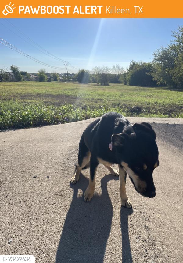 Found/Stray Female Dog last seen Watercrest Road, Killeen, TX 76549