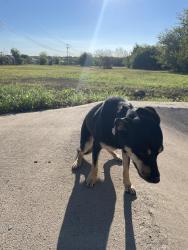 Found/Stray Female Dog last seen Watercrest Road, Killeen, TX 76549