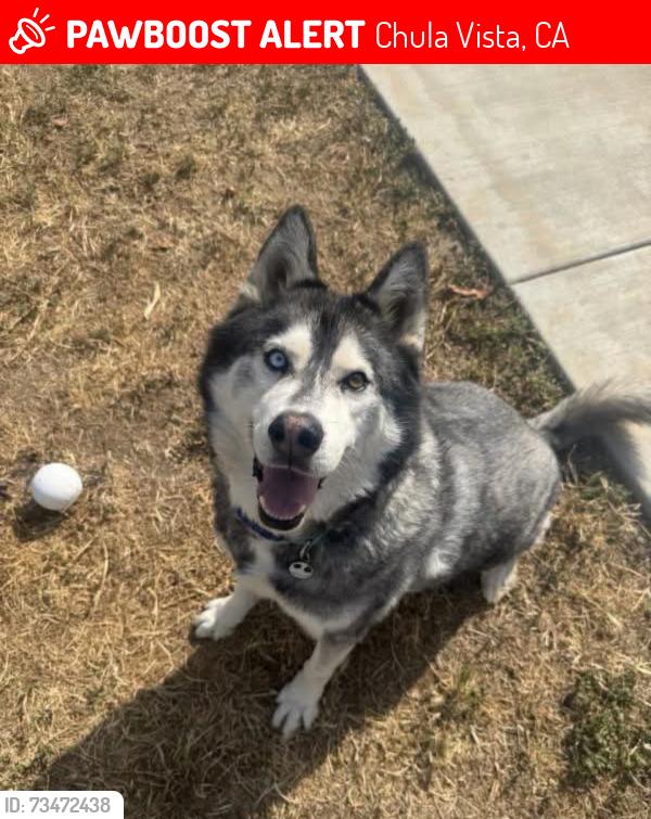 Lost Male Dog last seen E & 3rd Ave, Chula Vista, CA 91910