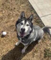 Lost Male Dog last seen E & 3rd Ave, Chula Vista, CA 91910