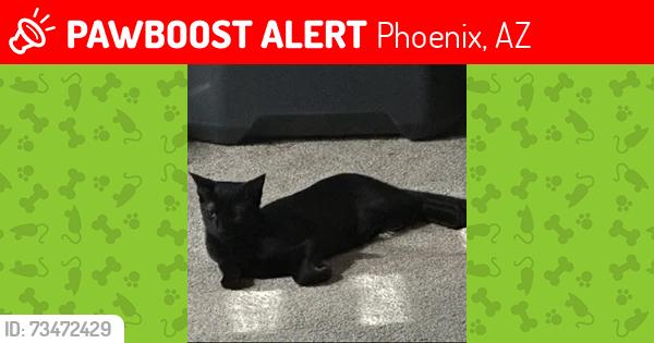Lost Male Cat last seen 75th ave and Baseline rd, Phoenix, AZ 85339