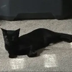 Lost Male Cat last seen 75th ave and Baseline rd, Phoenix, AZ 85339