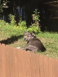 Found/Stray Unknown Dog last seen Hilbish and Cramer near creek, Akron, OH 44312