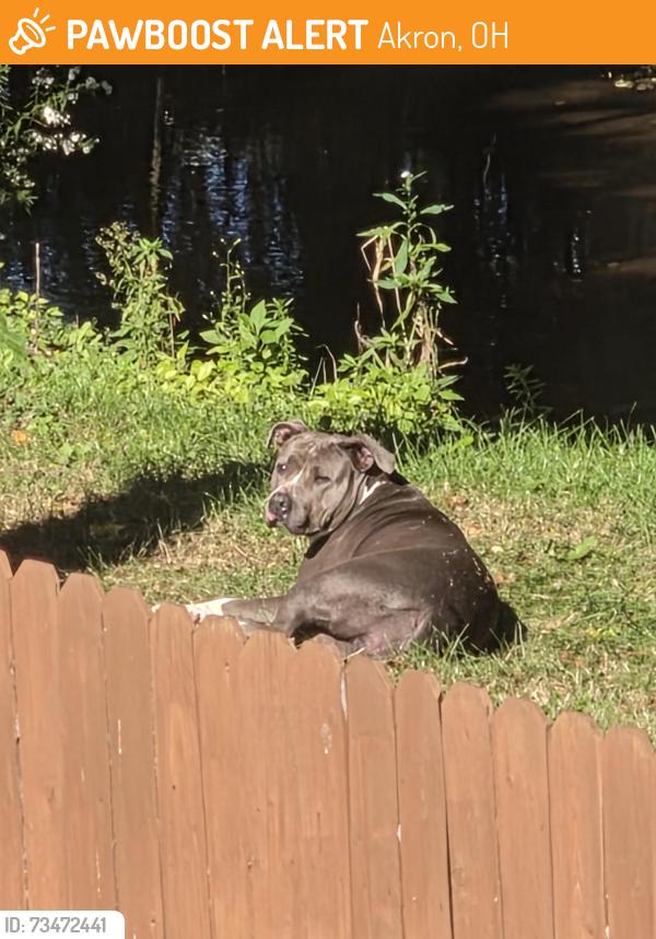 Found/Stray Unknown Dog last seen Hilbish and Cramer near creek, Akron, OH 44312
