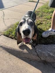 Reunited Male Dog last seen Beach St, Fort Worth, TX, USA, Fort Worth, TX 76111