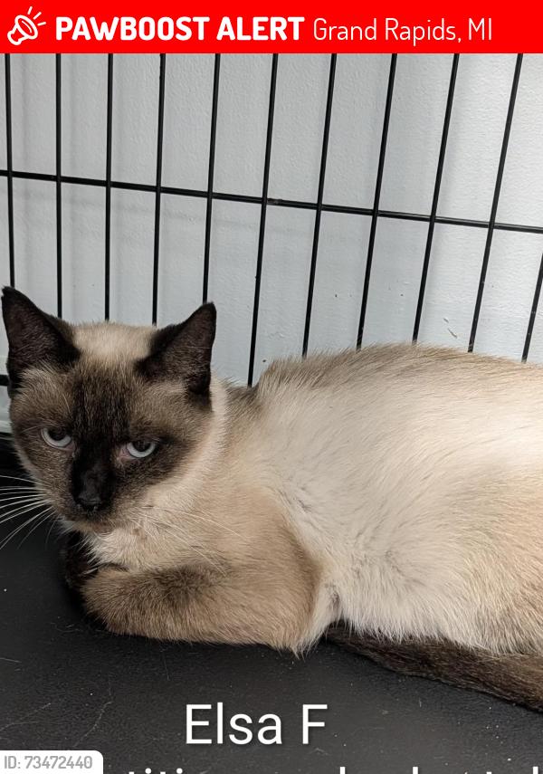 Lost Female Cat last seen Plymouth Ave. NE and Leonard NE, Grand Rapids, MI 49505