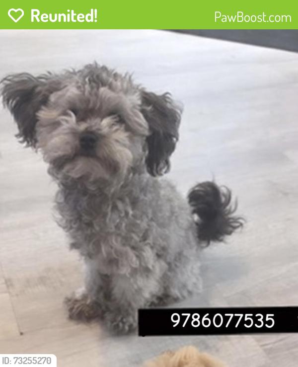 Reunited Male Dog last seen Acres Lowell ma, Lowell, MA 01851