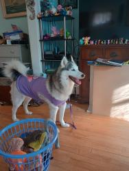 Reunited Female Dog last seen Quail Ave n and 36th Ave n, Crystal, MN 55429