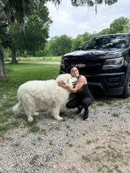 Reunited Female Dog last seen Old 149 west dobbin tx, Dobbin, TX 77316