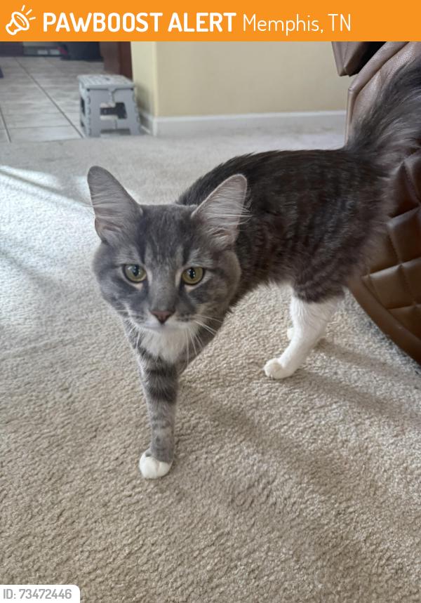 Found/Stray Male Cat last seen Buckingham Farms, Memphis, TN 38138