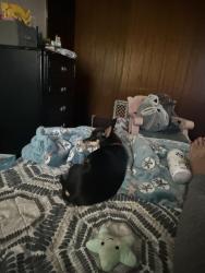 Reunited Female Dog last seen Dale Avenue and 5th Street, Roanoke, VA 24040