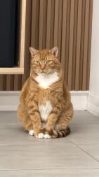 Lost Male Cat last seen Neptune, St. Cloud, FL 34769