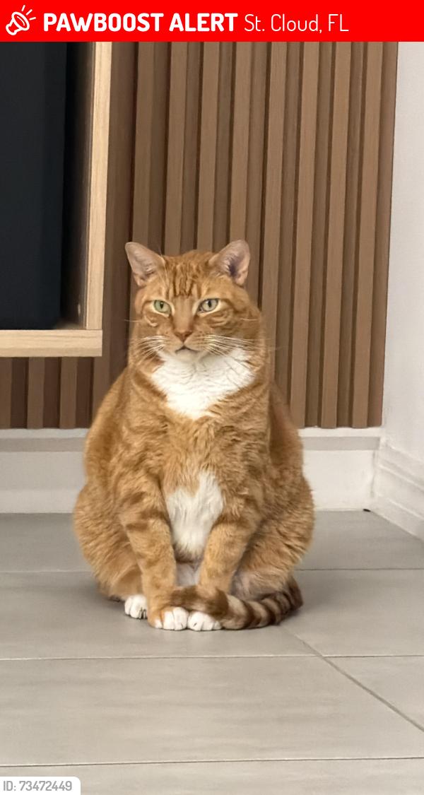 Lost Male Cat last seen Neptune, St. Cloud, FL 34769