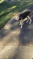 Found/Stray Female Dog last seen Parkland High School, Winston-Salem, NC 27127