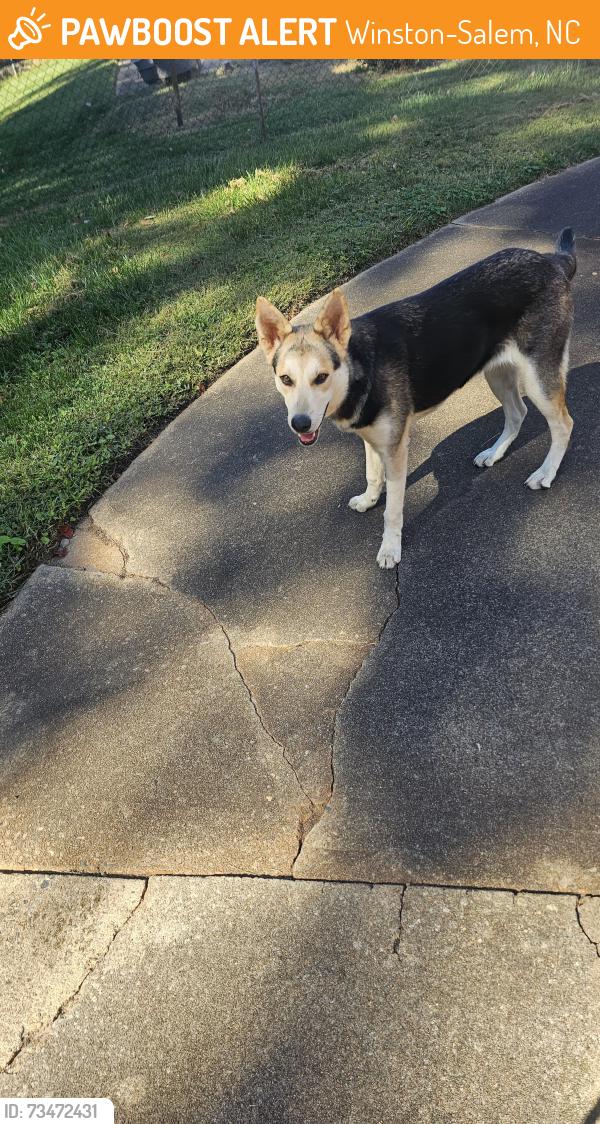 Found/Stray Female Dog last seen Parkland High School, Winston-Salem, NC 27127