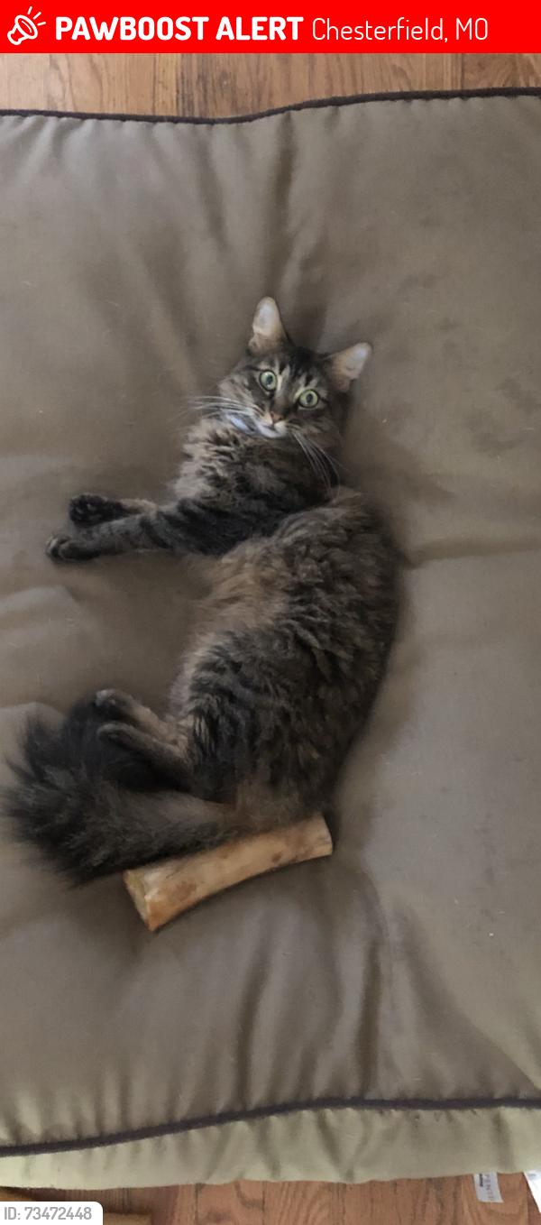 Lost Female Cat last seen Baxter rd and just post rd, Chesterfield, MO 63017