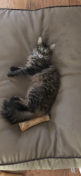 Lost Female Cat last seen Baxter rd and just post rd, Chesterfield, MO 63017