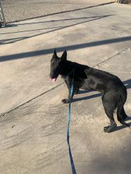 Found/Stray Female Dog last seen Third street and lime street, Hesperia, CA 92345