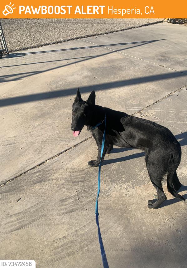 Found/Stray Female Dog last seen Third street and lime street, Hesperia, CA 92345