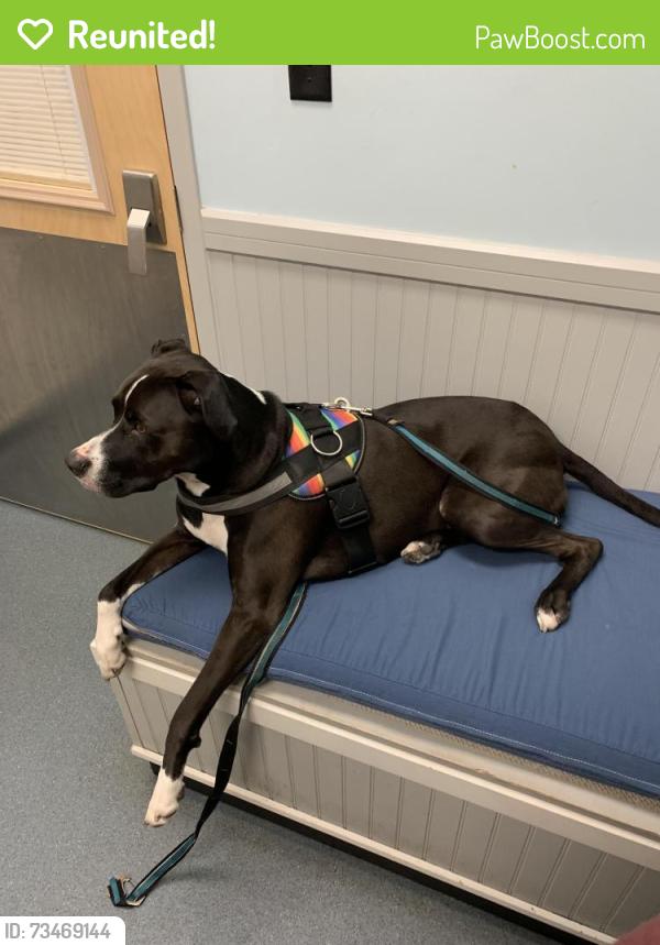 Reunited Male Dog last seen Mango, Tampa, FL 33616
