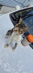 Found/Stray Unknown Cat last seen On ashton ave, Detroit, MI 48228