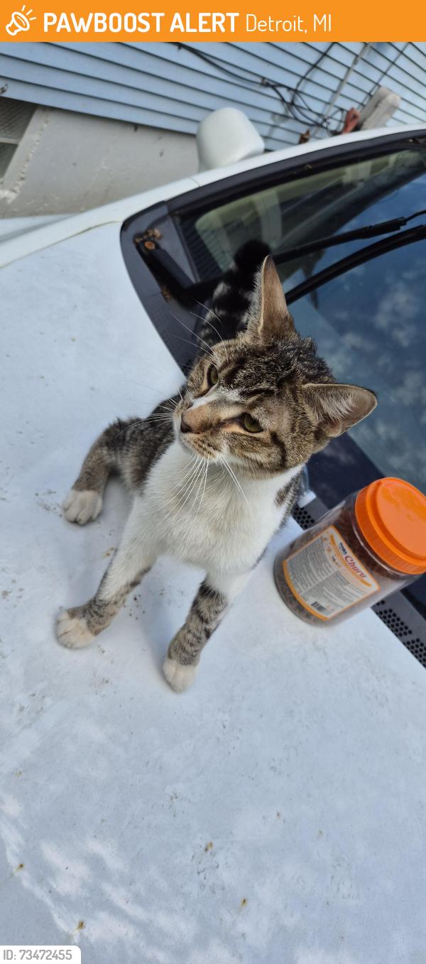 Found/Stray Unknown Cat last seen On ashton ave, Detroit, MI 48228
