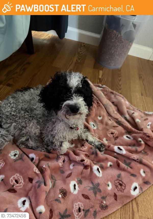 Found/Stray Female Dog last seen Cada Circle and Aslin way, Carmichael ca, Carmichael, CA 95608