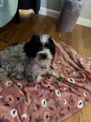 Found/Stray Female Dog last seen Cada Circle and Aslin way, Carmichael ca, Carmichael, CA 95608